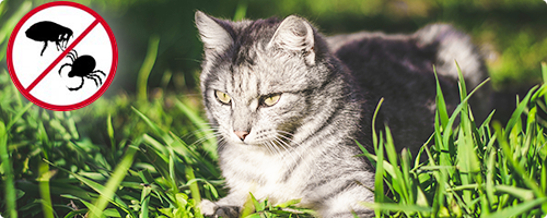 Blog: Heeft mijn kat vlooien of teken?